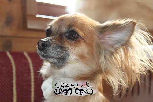 Chihuahua zobel