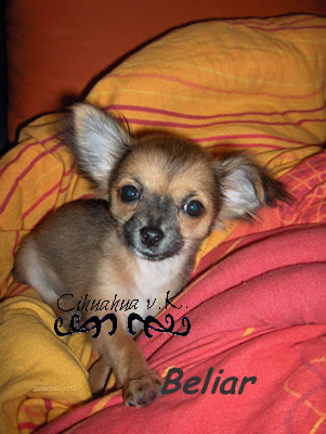 Chihuahua welpe nicht verschenken